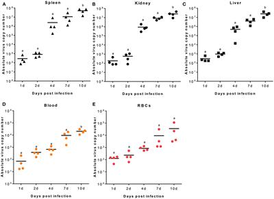 The Megalocytivirus RBIV Induces Apoptosis and MHC Class I Presentation in Rock Bream (Oplegnathus fasciatus) Red Blood Cells